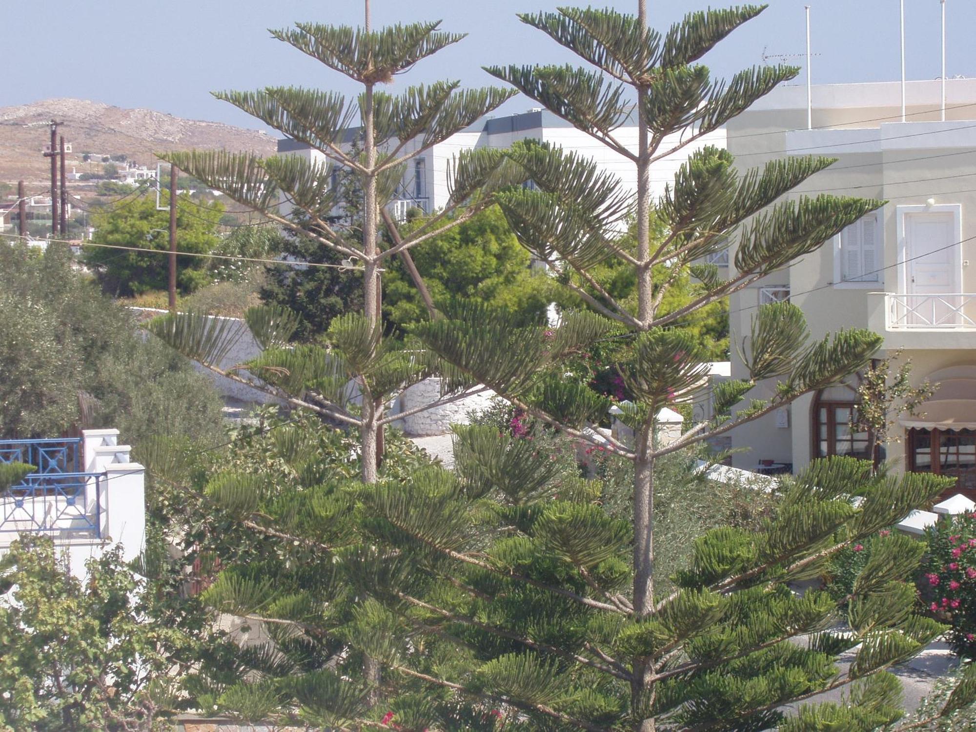 Manos Apartments Mégas Yialós-Nítes エクステリア 写真